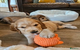 Cocker Spaniel dogs for sale: 🐾 KC Show Cocker Puppies 💛 Fully Health Tested  - Image 15