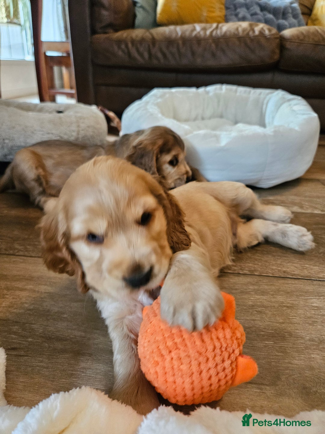 Cocker Spaniel dogs for sale: 🐾 KC Show Cocker Puppies 💛 Fully Health Tested  - Image 15