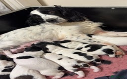 English Springer Spaniel dogs for sale: Last little ones remaining  - Image 9