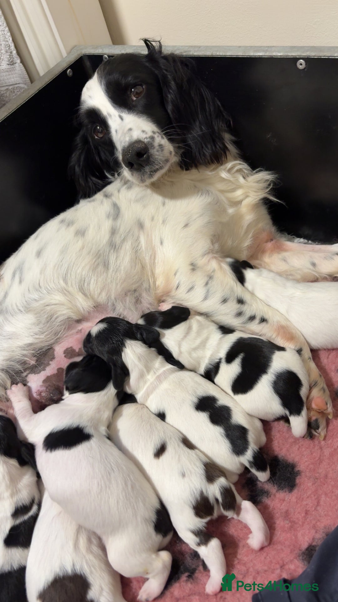 English Springer Spaniel dogs for sale: Last little ones remaining  - Image 9