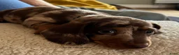Miniature Dachshund dogs for sale: Gorgeous Litter of Miniature Dachshund Puppies - Advert 36