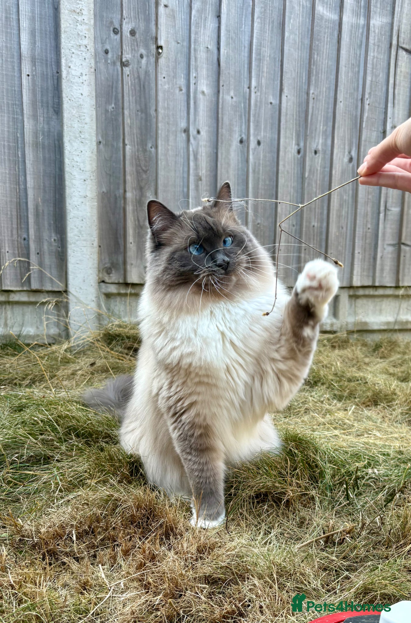 Ragdoll cats Loving Seal Point Ragdoll Looking For a New Home - Advert 1