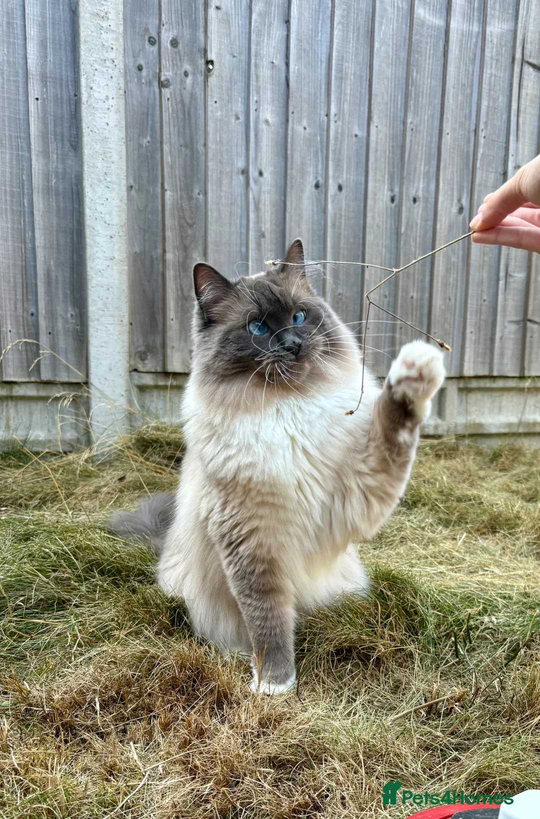 Ragdoll cats for sale: Loving Seal Point Ragdoll Looking For a New Home - Advert 1
