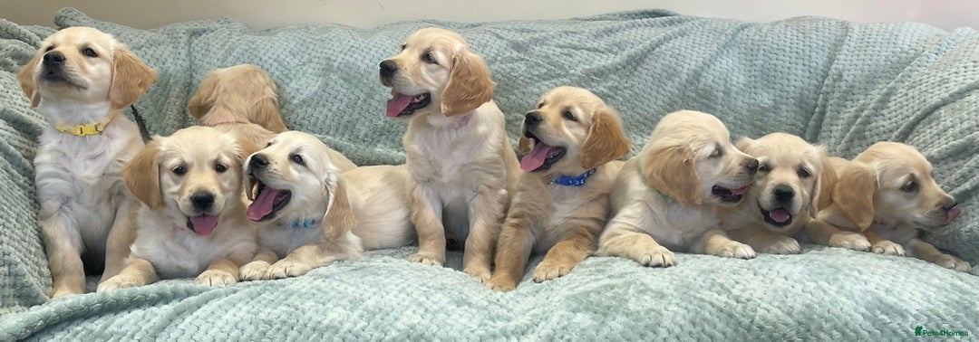 Golden Retriever dogs for sale: Quality Litter Of KC Reg Golden Retriever Puppies  - Image 16