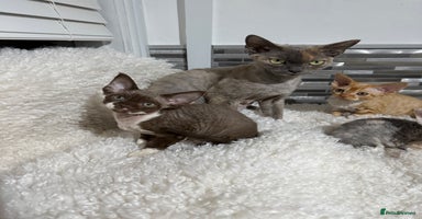 Devon Rex cats - Advert 16