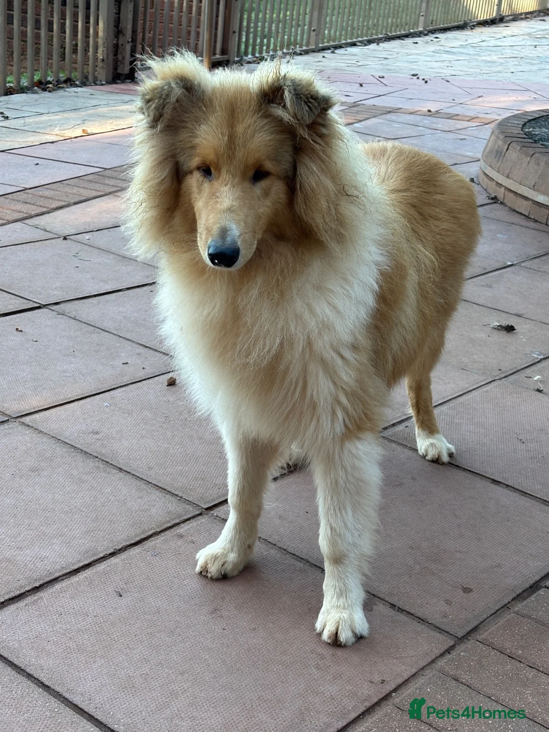 Rough Collie dogs for sale: KC registered 6 month male puppy - Advert 10