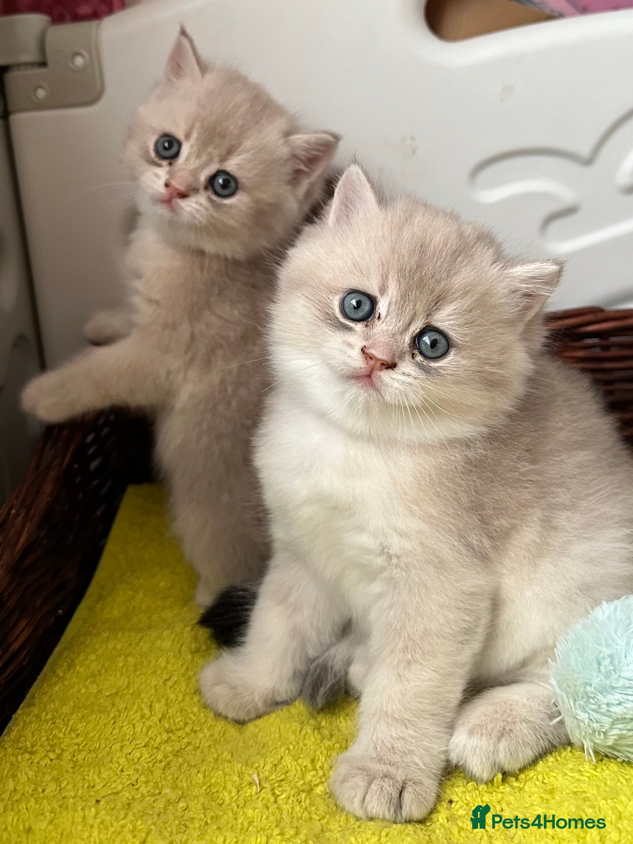 British Shorthair cats Two Blue Gold Boys  - Advert 2