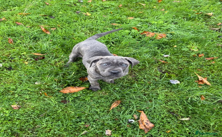 Cane Corso dogs - Advert 8