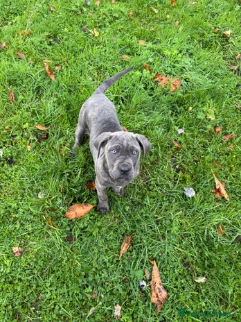 Cane Corso dogs - Advert 6