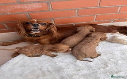 Cavalier King Charles Spaniel dogs for sale: Cavalier King Charles puppies  - Image 1