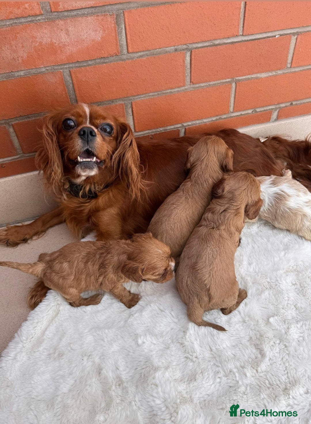 Cavalier King Charles Spaniel dogs for sale: Cavalier King Charles puppies  - Image 1