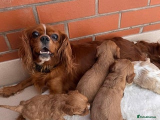 Cavalier King Charles Spaniel dogs - Advert 21