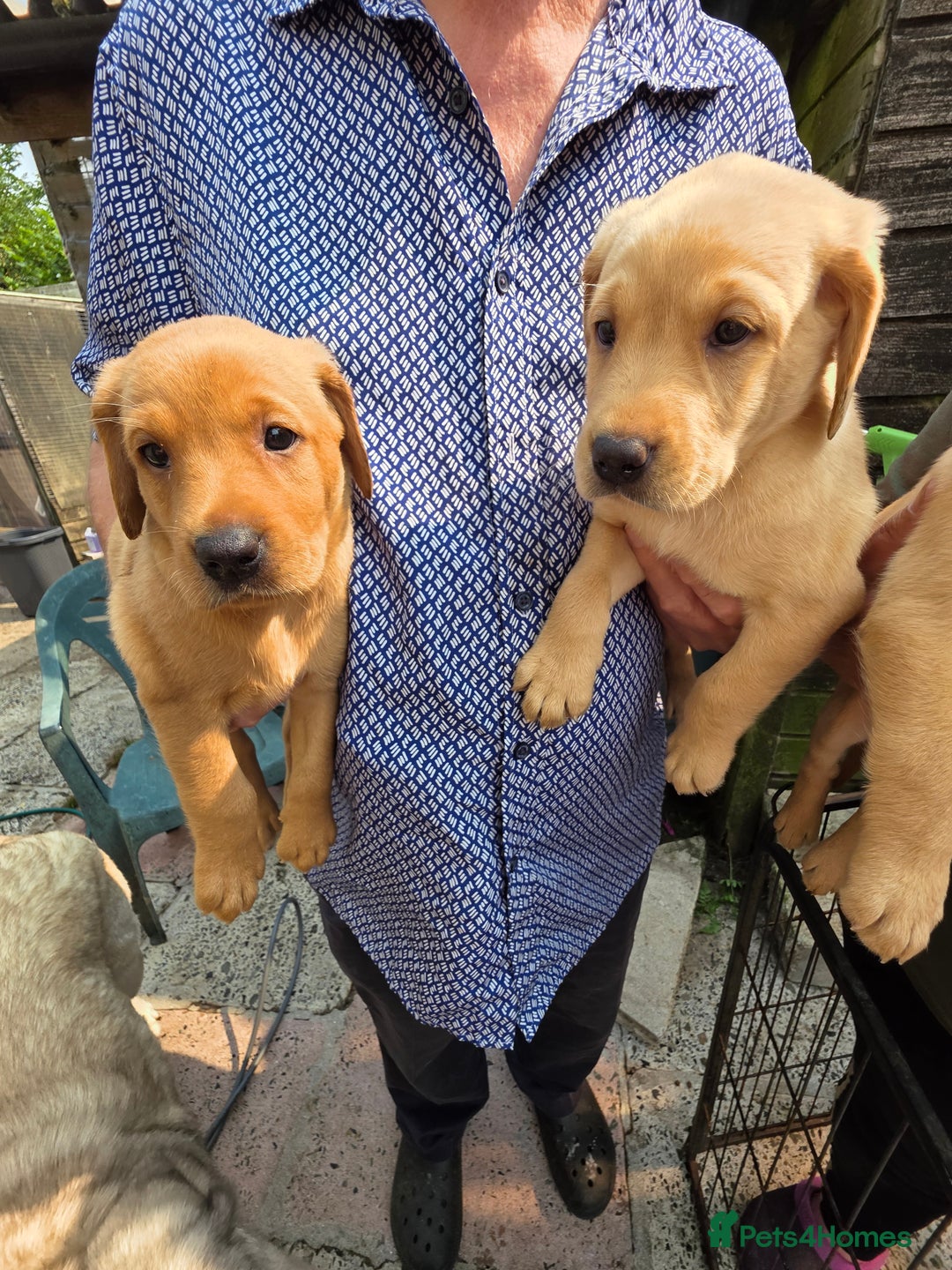 Labrador Retriever dogs for sale: Kc reg  yellow lab puppies 🐶  - Image 19