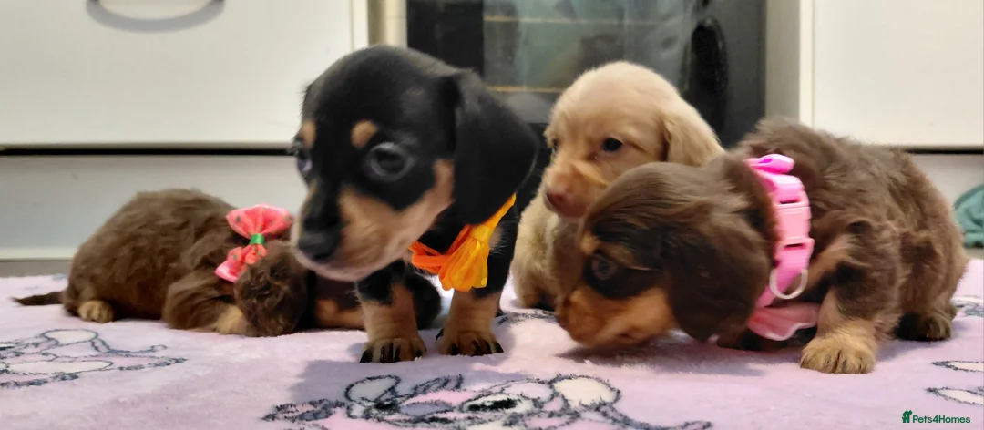 Miniature Dachshund dogs for sale: Sweetest Longhaired/One S.Haired Mini's 🤎🐾 - Advert 26