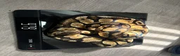 Python Snake reptiles for sale: Ball pythons for sale.  - Advert 4