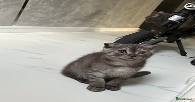 Scottish Fold cats - Advert 16