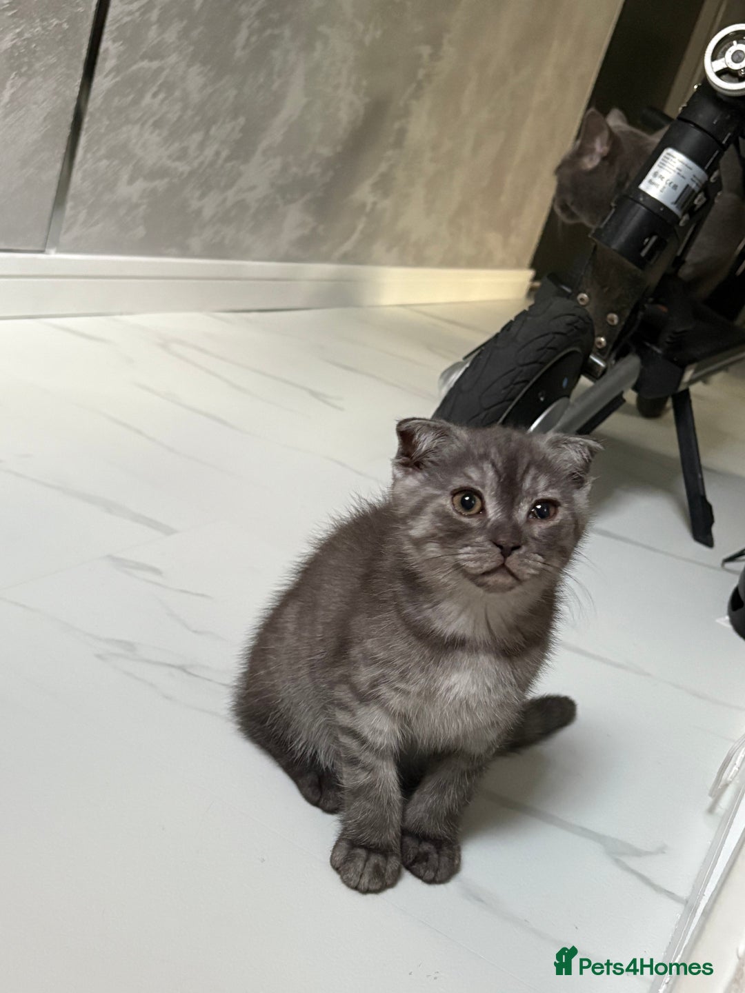 Scottish Fold cats for sale: Scottish fold kittens ready to find new homes - Image 2
