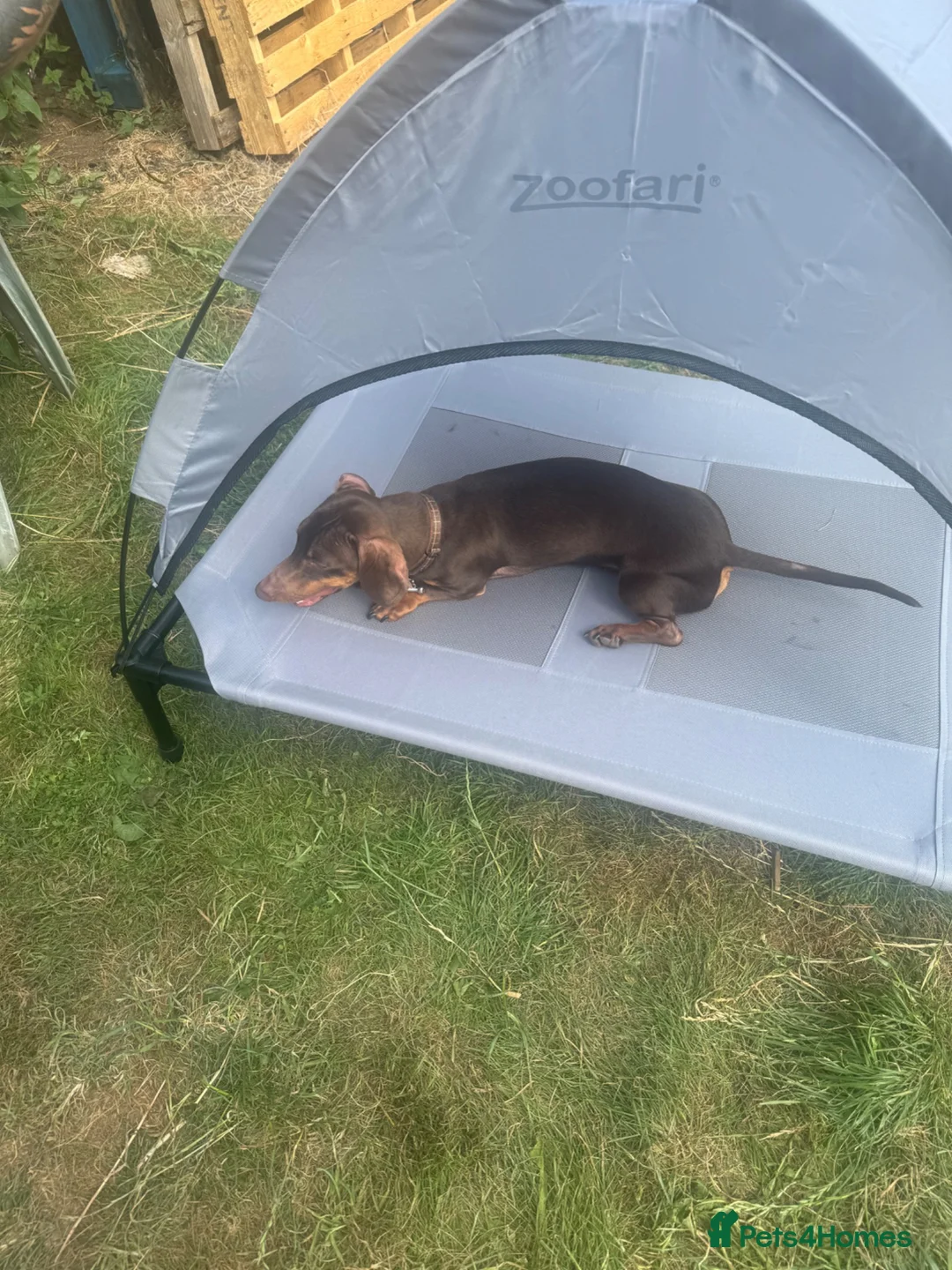 Miniature Dachshund dogs for sale: Chocolate and Tan miniature dachshund - Advert 1