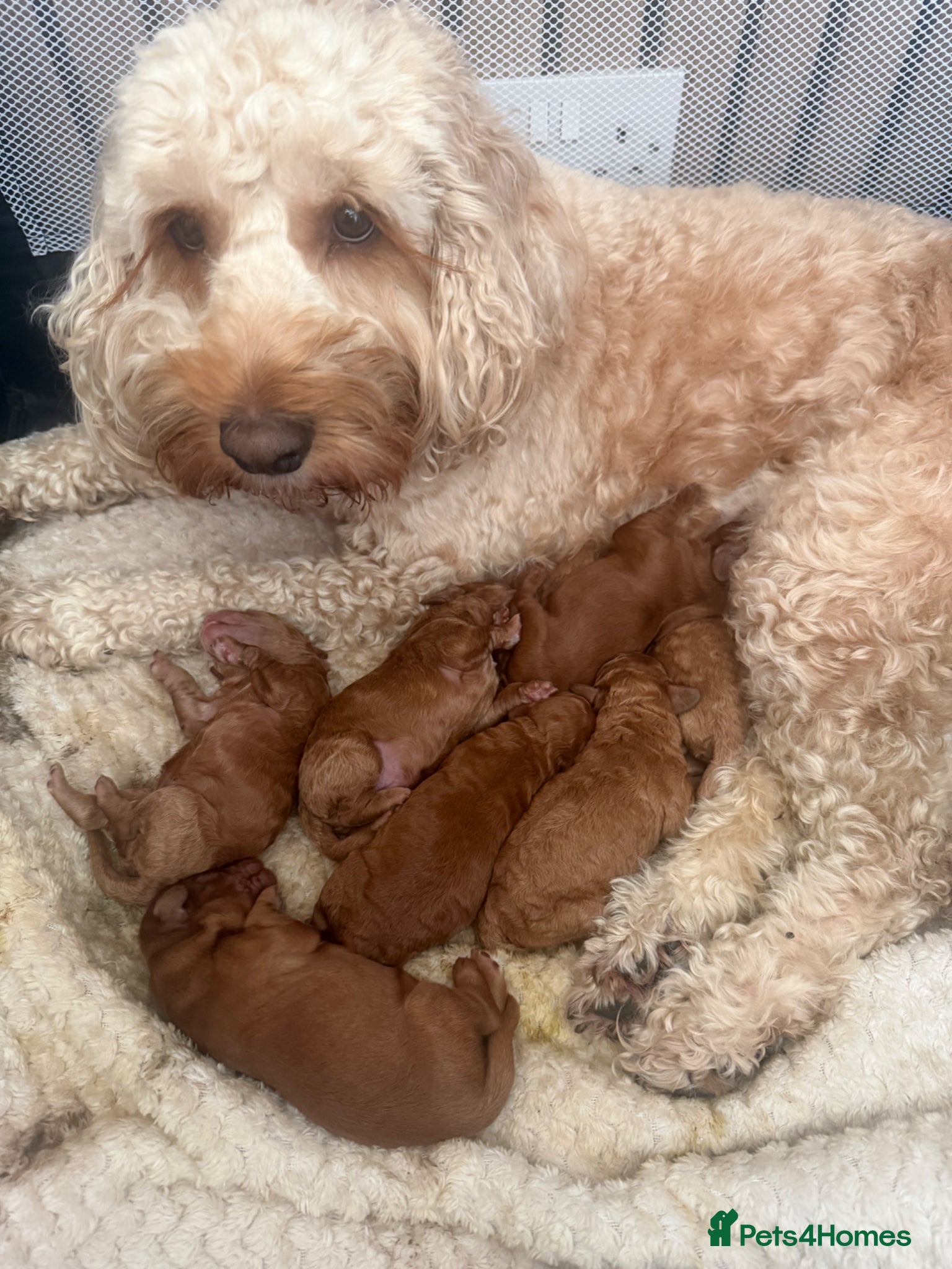 Cockapoo dogs 8 F1B cockapoo puppies  - Advert 1