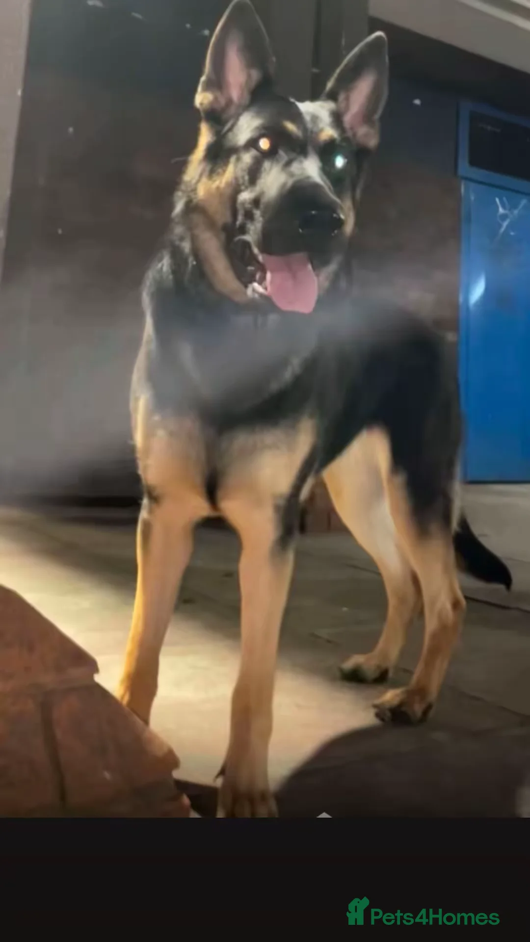 Mixed Breed birds for sale: German Shepherd - Advert 7