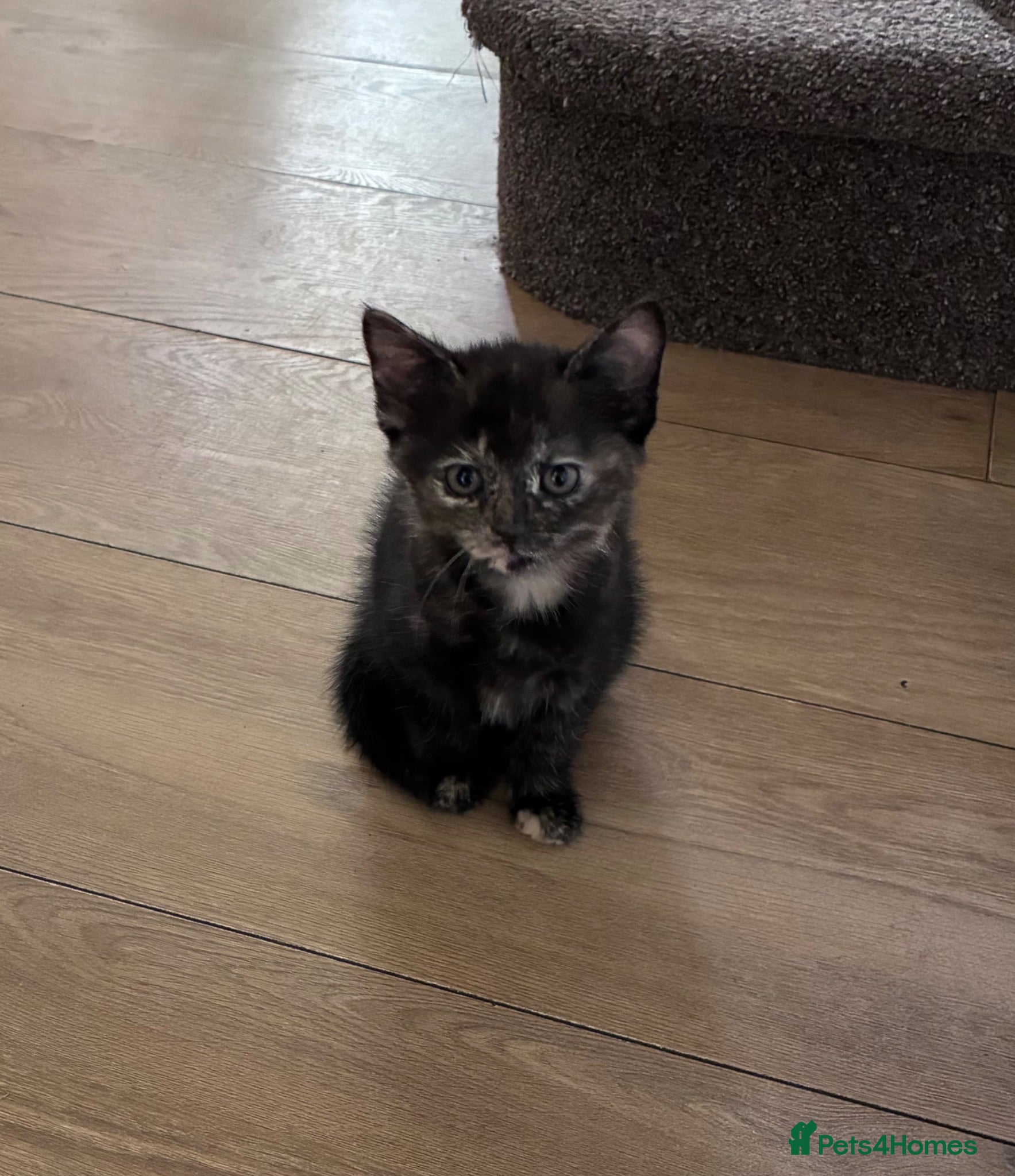 Maine Coon cats READY TO GO Maine coon x last female kitten - Advert 18