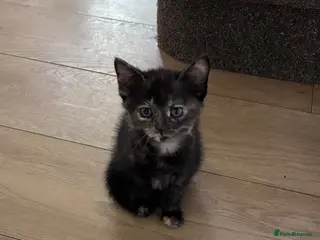Maine Coon cats READY TO GO Maine coon x last female kitten - Advert 18