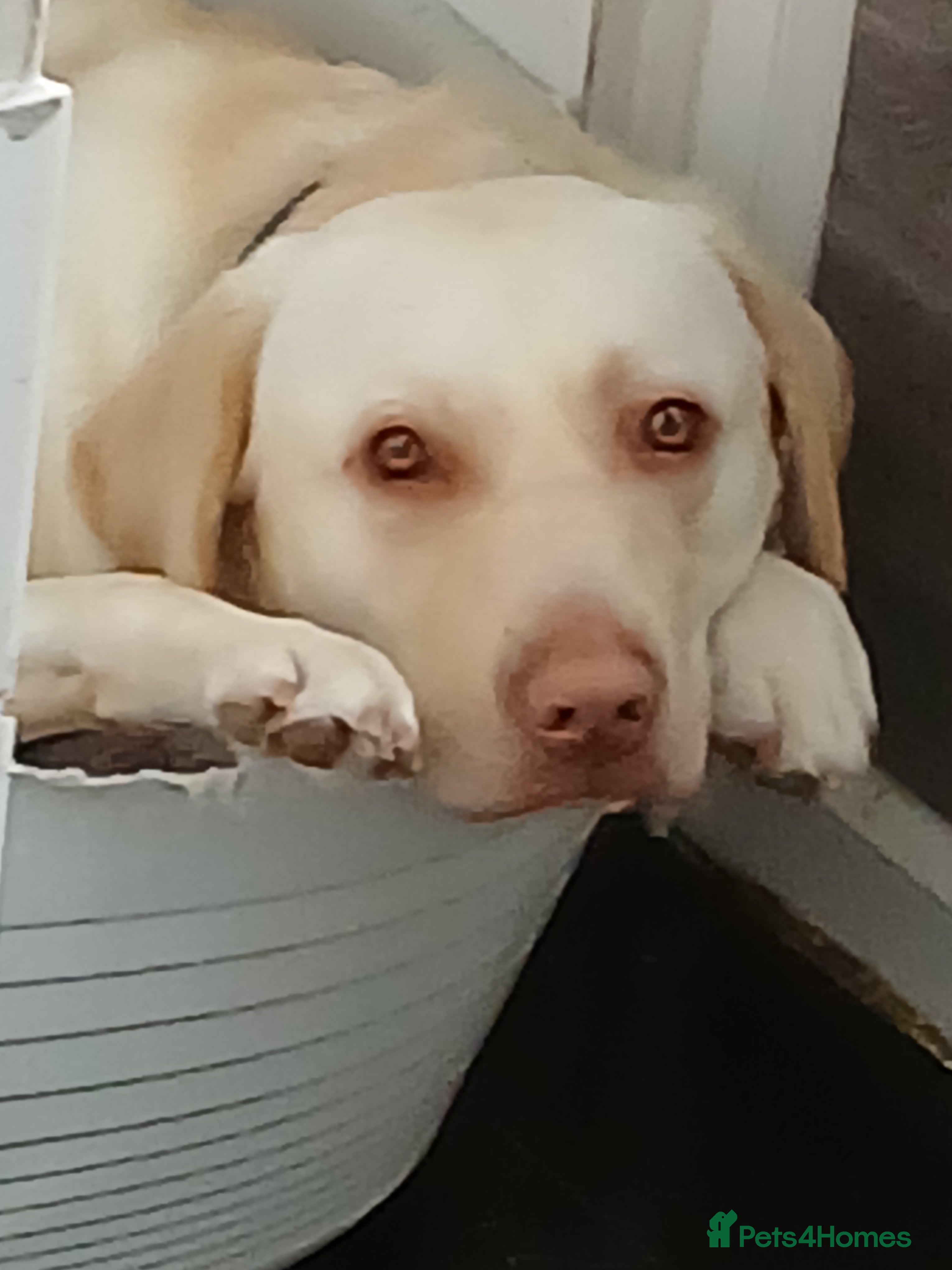 Labrador Retriever dogs 19 month old labrador ( Maverick) - Advert 3