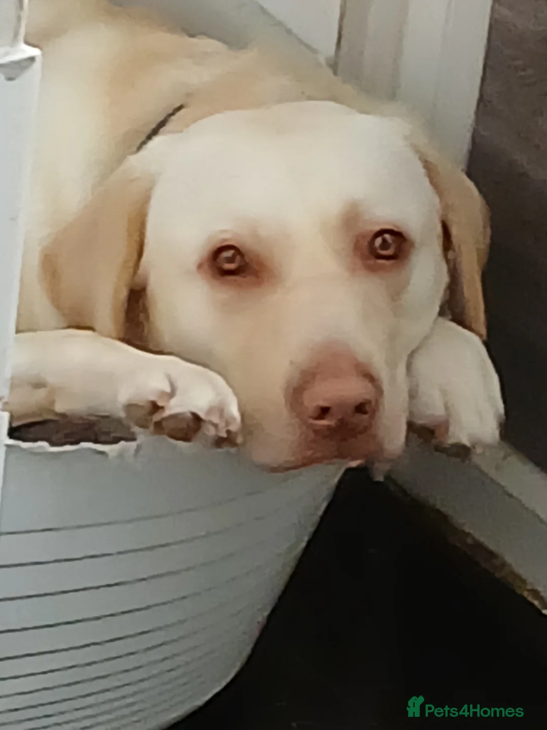 Labrador Retriever dogs for sale: 19 month old labrador ( Maverick) in Bristol - Advert 1