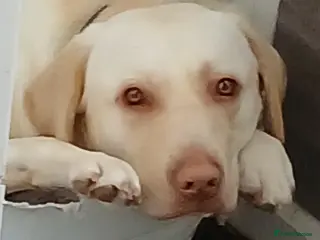 Labrador Retriever dogs 19 month old labrador ( Maverick) - Advert 4