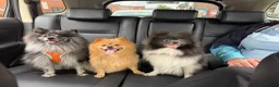 Pomeranian dogs for stud: Stunning Champion Russian Pomeranian–Black&Silver - Advert 9
