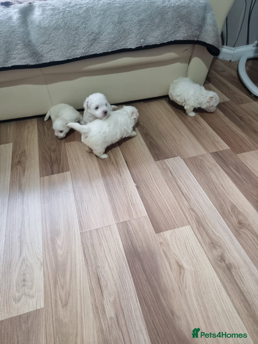 Bichon Frise dogs for sale: Bishon Frise  - Advert 5