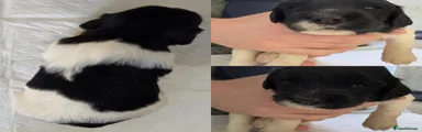 Black and White English Springer Spaniel Girl 