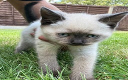 British Shorthair cats for sale: FEMALE BRITISH SHORTHAIR KITTEN - Image 5