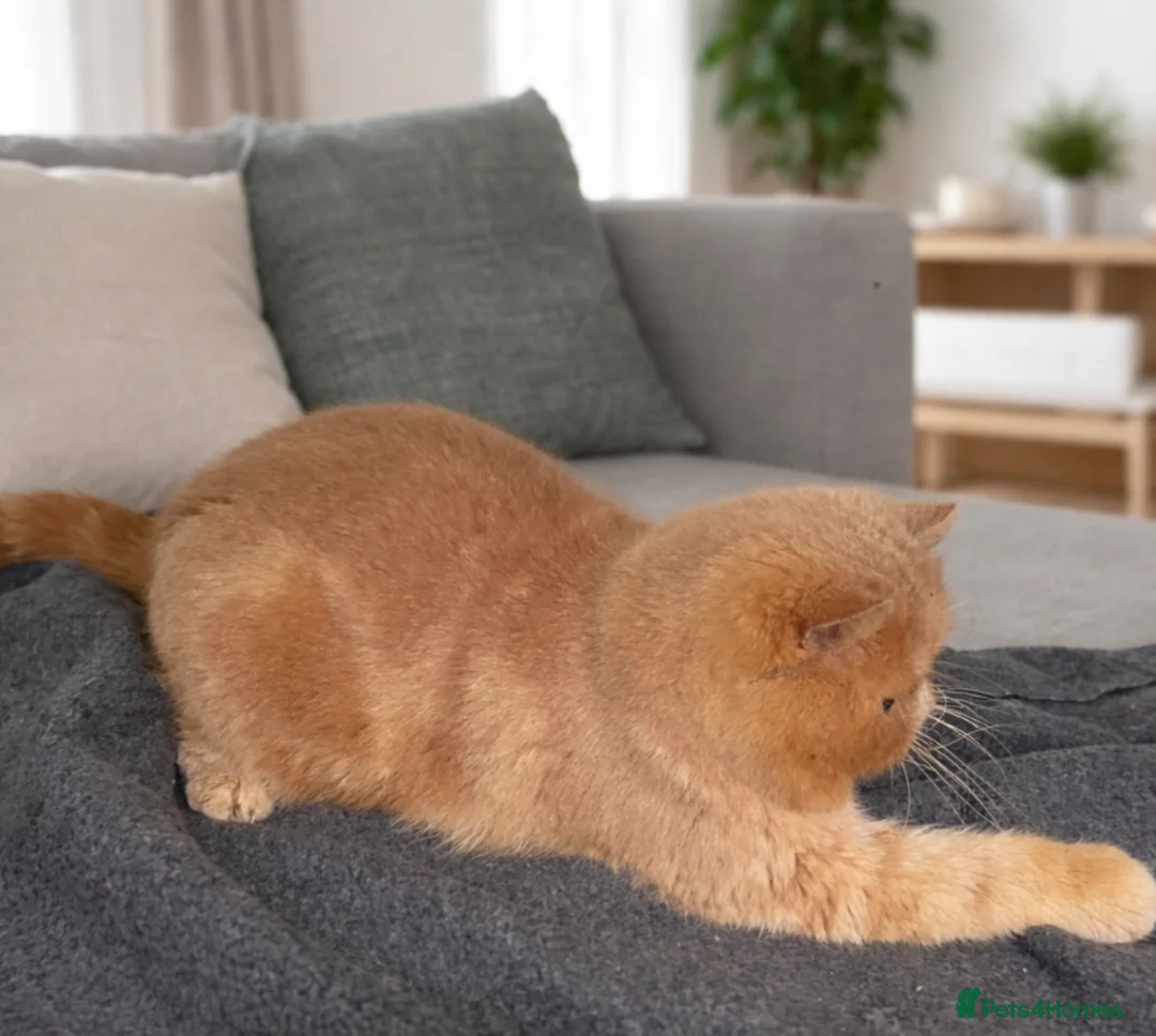 Exotic cats for stud: 🔥 CREAM TABBY PROVEN STUD EAST MIDLANDS 🔥 - Advert 4