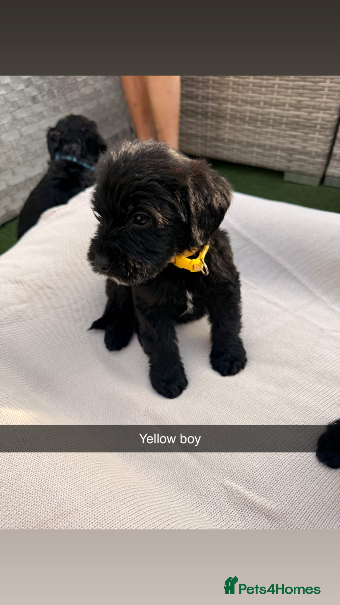 Mixed Breed dogs for sale: Whoodle puppies  - Advert 8