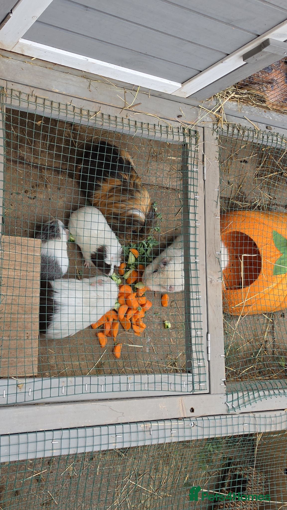 Guinea Pig rodents 3 baby guinea pigs - Advert 1
