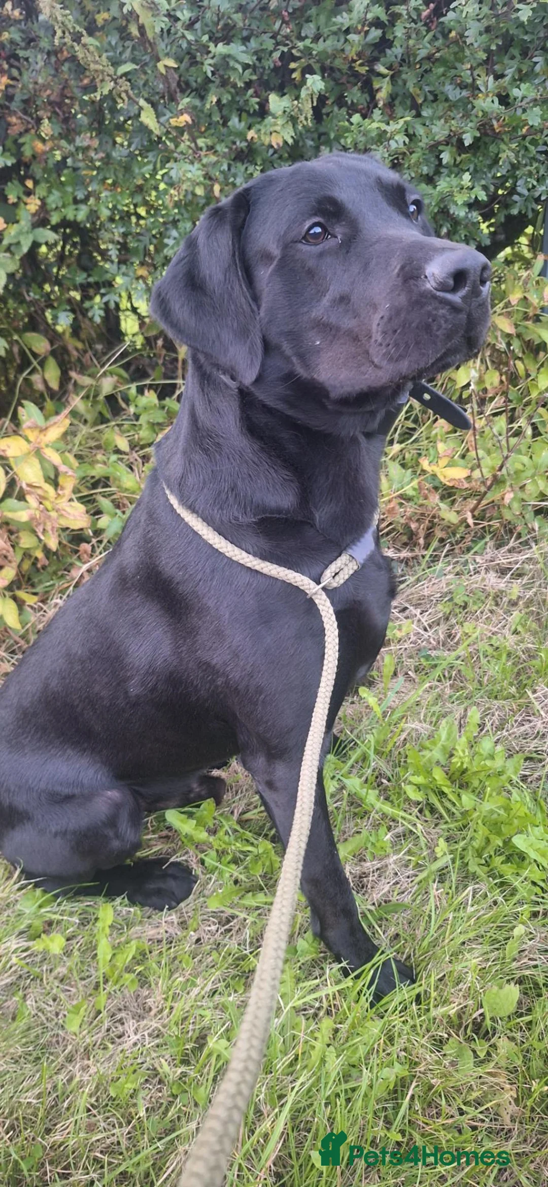 Labrador Retriever dogs for stud: ** Fully Health Tested Stud Dog ** - Advert 7