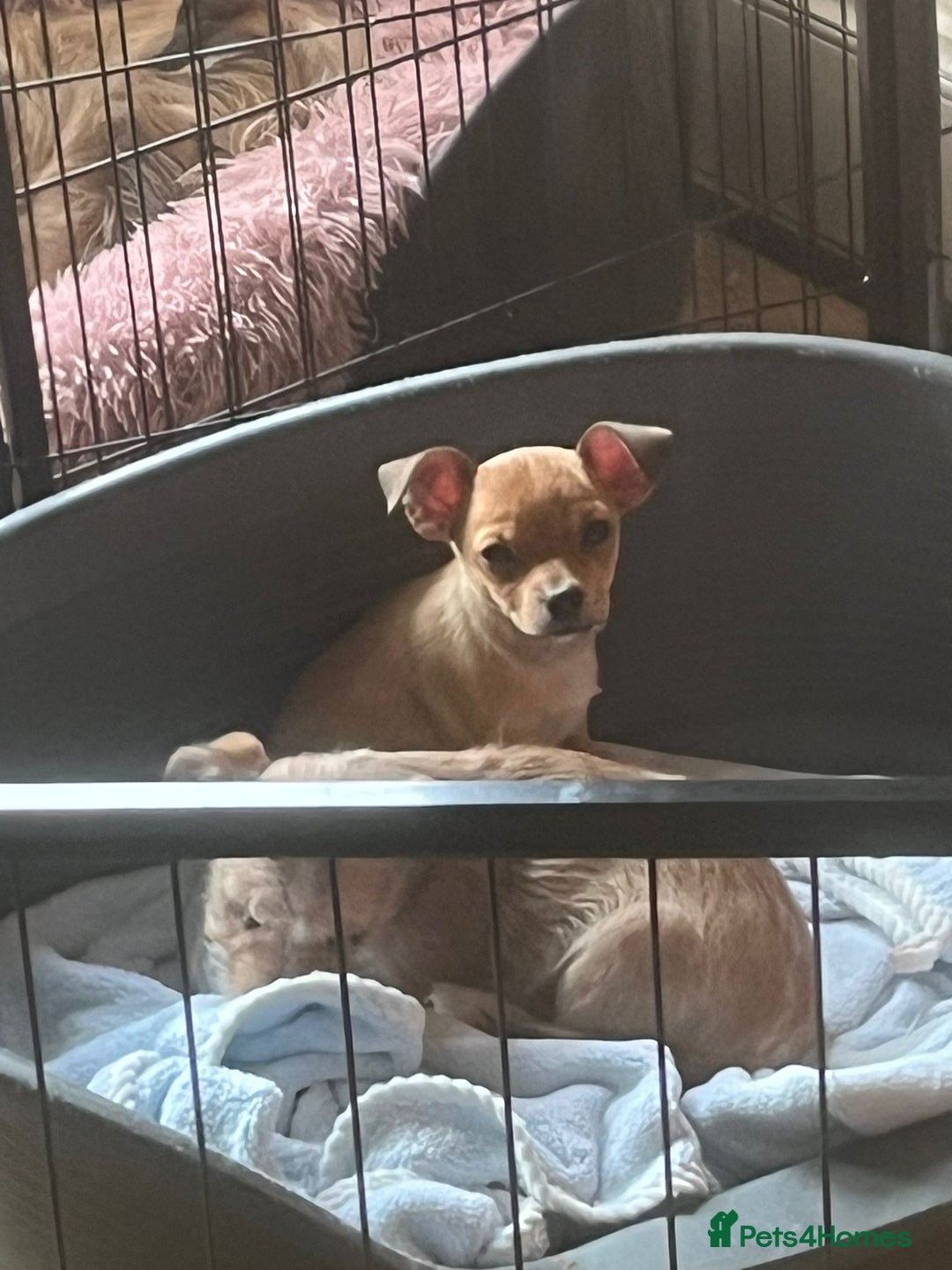 Chihuahua dogs for sale: Puppies  - Advert 3