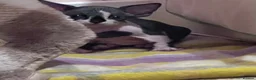 Devon Rex cats for sale: Beautiful Devon Rex kittens ❤️❤️❤️ - Advert 2