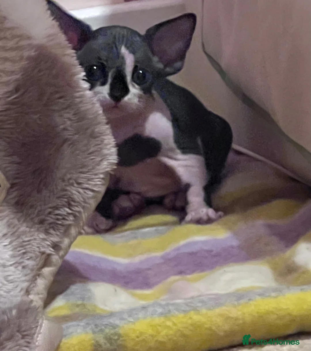 Devon Rex cats for sale: Beautiful Devon Rex kittens ❤️❤️❤️ - Advert 2