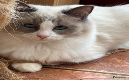 Ragdoll cats for sale: 🌟TICA🌟Champion Ragdoll🏆🏆🏆 - Image 4