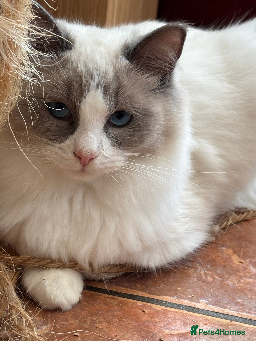 Ragdoll cats for sale: 🌟TICA🌟Champion Ragdoll🏆🏆🏆 - Image 4