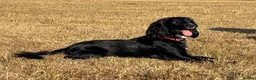 Cocker Spaniel dogs for sale: Top Quality KC  Working Cocker Spaniel puppies  in Cardiff - Advert 12