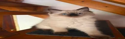 Ragdoll cats for sale: Last Ragdoll Girl Available –11Weeks Old,Ready Now - Advert 19