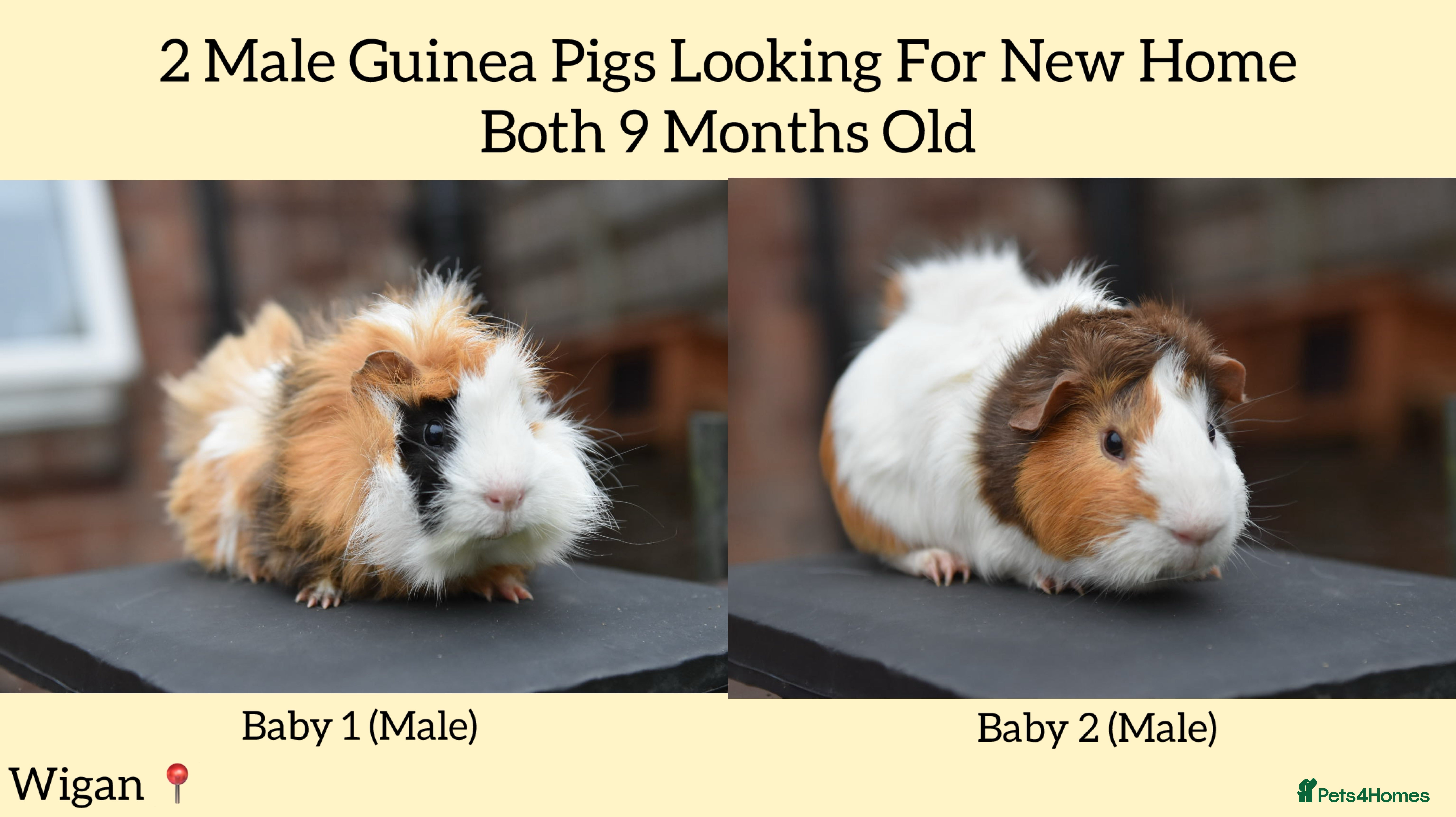 Guinea Pig rodents 9 Month Old Male Guinea Pigs Looking For New Home - Advert 2