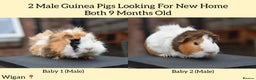 Guinea Pig rodents for sale: 9 Month Old Male Guinea Pigs Looking For New Home - Advert 1