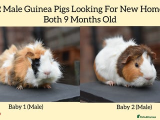 Guinea Pig rodents - Advert 32