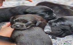Labrador Retriever dogs for sale: Stunning Labrador KC Registered Puppies - Image 9