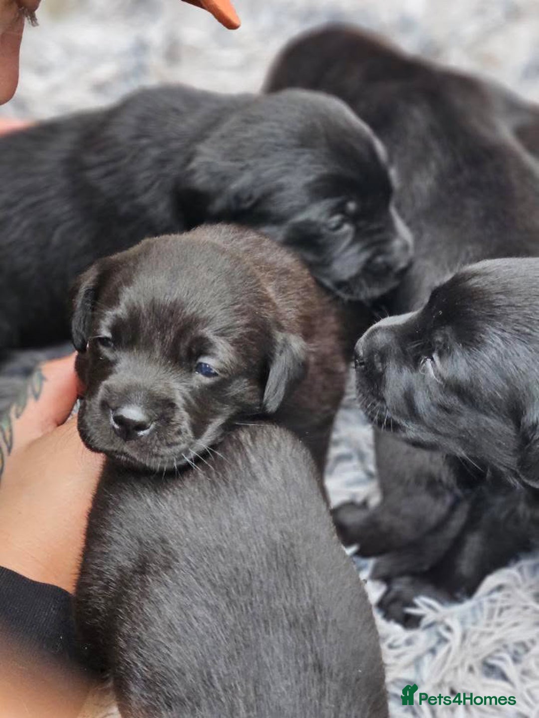 Labrador Retriever dogs for sale: Stunning Labrador KC Registered Puppies - Image 9