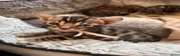 Bengal cats for sale: Beautiful Bengal Kittens - Advert 1